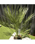 Palmier Chamaerops Humilis, H.100 cm
