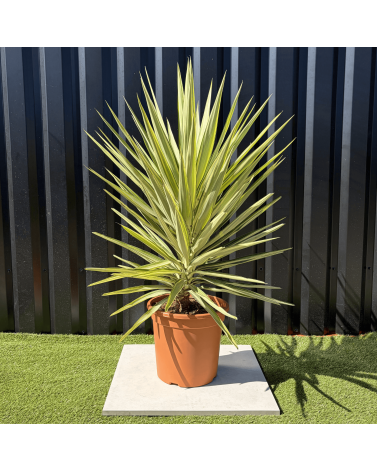 Yucca Elephantipes Jewel Hauteur 110 cm
