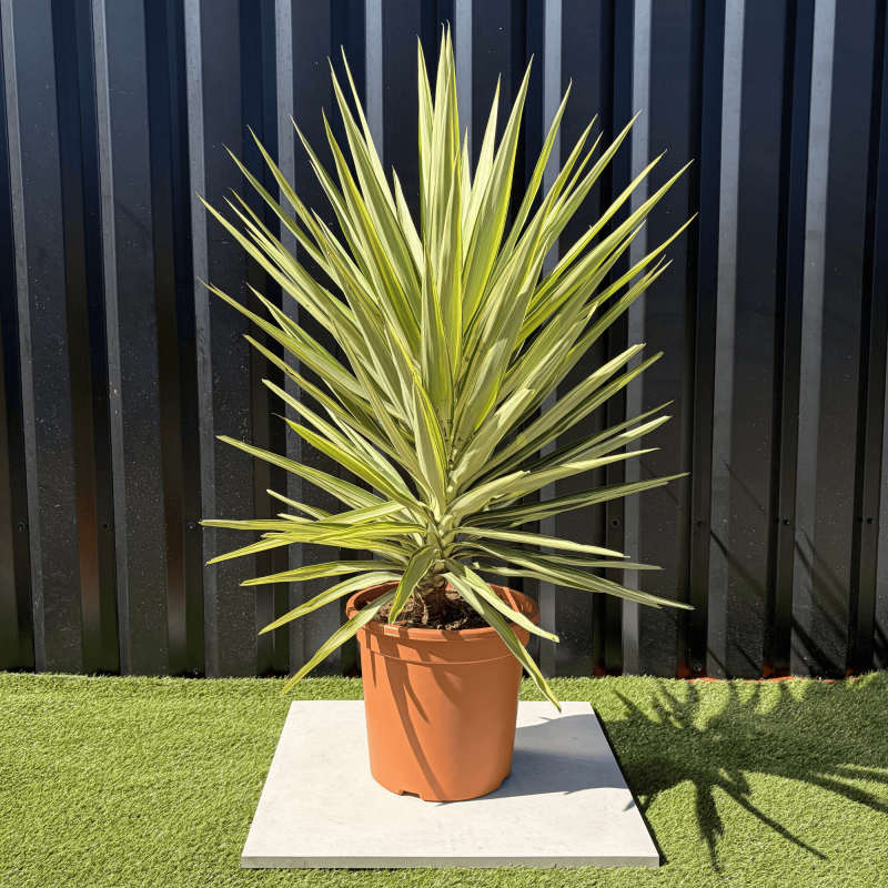 Yucca Elephantipes Jewel Hauteur 110 cm