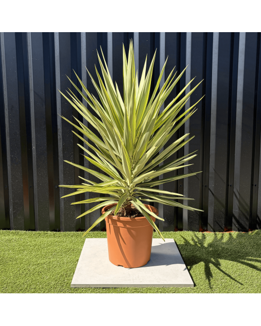 Yucca Elephantipes Jewel Hauteur 110 cm