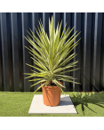 Yucca Elephantipes Jewel Hauteur 110 cm
