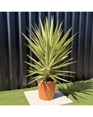 Yucca Elephantipes Jewel Hauteur 110 cm