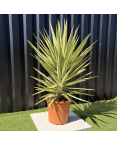 Yucca Elephantipes Jewel Hauteur 110 cm