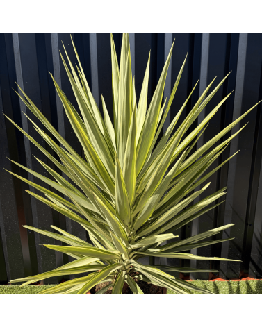 Yucca Elephantipes Jewel Hauteur 110 cm