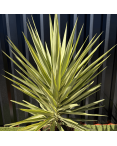Yucca Elephantipes Jewel Hauteur 110 cm