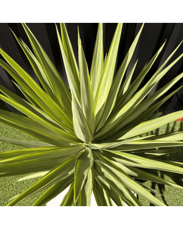 Yucca Elephantipes Jewel Hauteur 110 cm