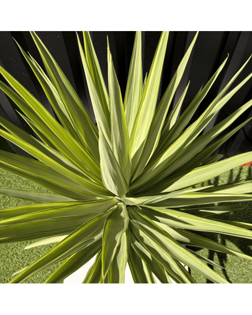 Yucca Elephantipes Jewel Hauteur 110 cm