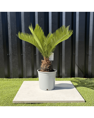 Palmier Cycas Revoluta, H.55 cm
