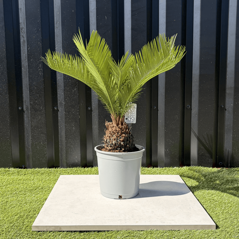 Palmier Cycas Revoluta, H.55 cm Palmier Cycas Revoluta, H.55 cm