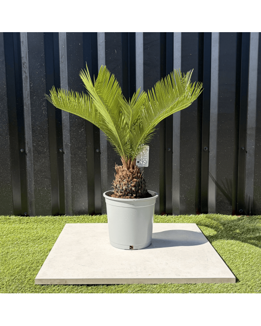 Palmier Cycas Revoluta, H.55 cm