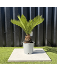 Palmier Cycas Revoluta, H.55 cm Palmier Cycas Revoluta, H.55 cm