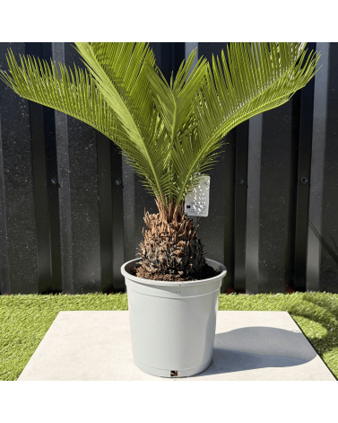 Palmier Cycas Revoluta, H.55 cm