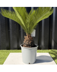 Palmier Cycas Revoluta, H.55 cm Palmier Cycas Revoluta, H.55 cm