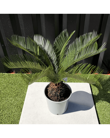 Palmier Cycas Revoluta, H.55 cm