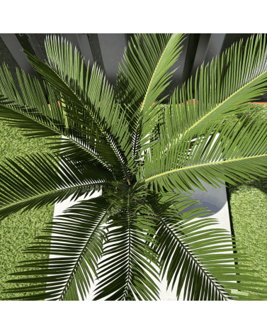 Palmier Cycas Revoluta, H.55 cm