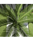 Palmier Cycas Revoluta, H.55 cm Palmier Cycas Revoluta, H.55 cm
