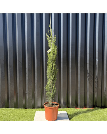Cupressus Sempervirens "Cyprès de Provence" Hauteur 160 cm