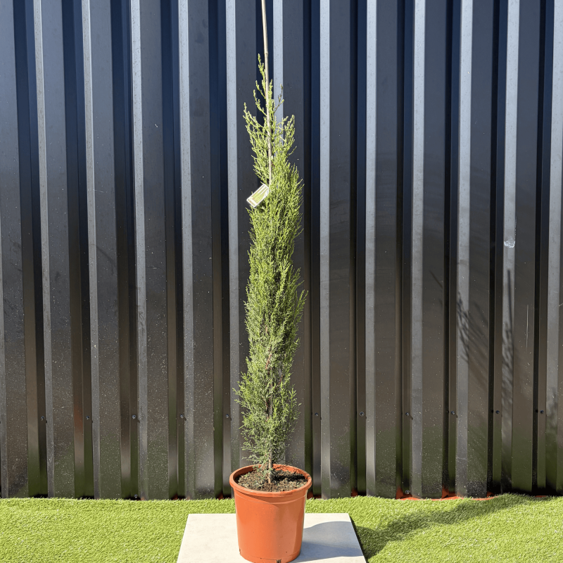 Cupressus Sempervirens "Cyprès de Provence" Hauteur 160 cm Cupressus Sempervirens "Cyprès de Provence" Hauteur 160 cm