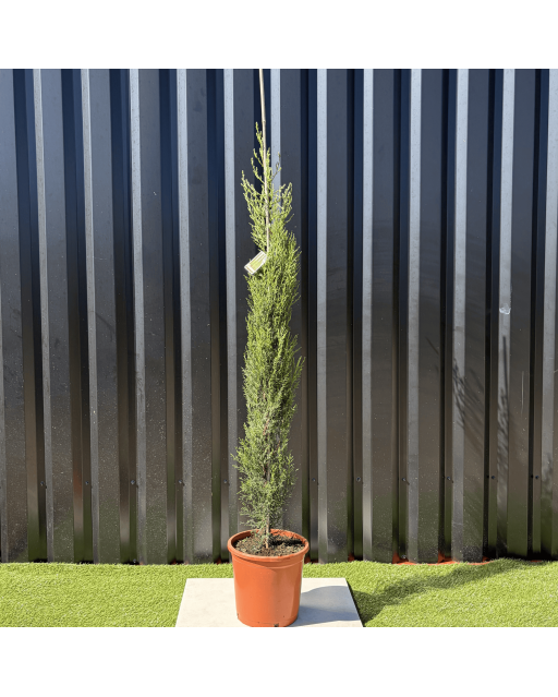 Cupressus Sempervirens "Cyprès de Provence" Hauteur 160 cm