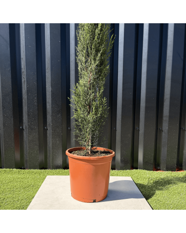 Cupressus Sempervirens "Cyprès de Provence" Hauteur 160 cm