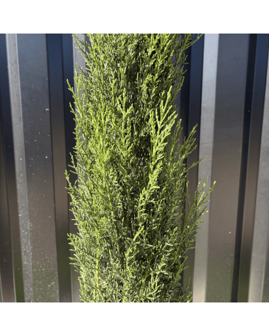 Cupressus Sempervirens "Cyprès de Provence" Hauteur 160 cm
