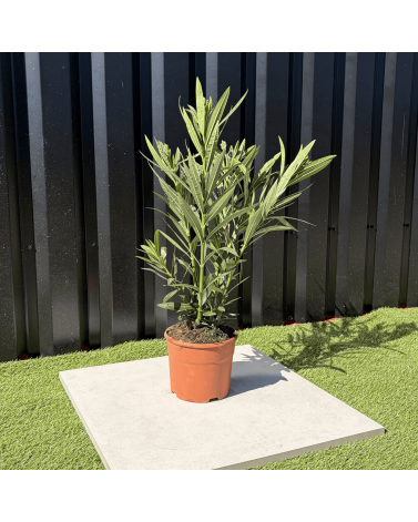 Laurier Rose Nerium Oleander Fleurs Blanches Hauteur 60 cm