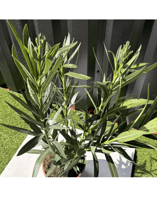 Laurier Rose Nerium Oleander Fleur Blanche Hauteur 60 cm