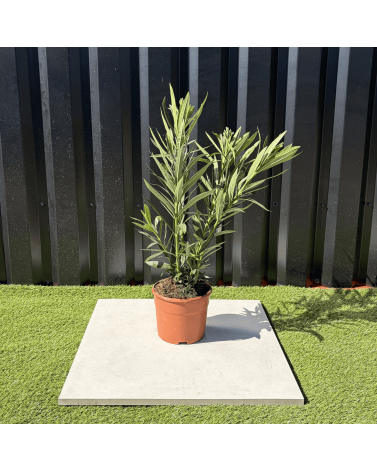 Laurier Rose Nerium Oleander Fleurs Blanches Hauteur 60 cm