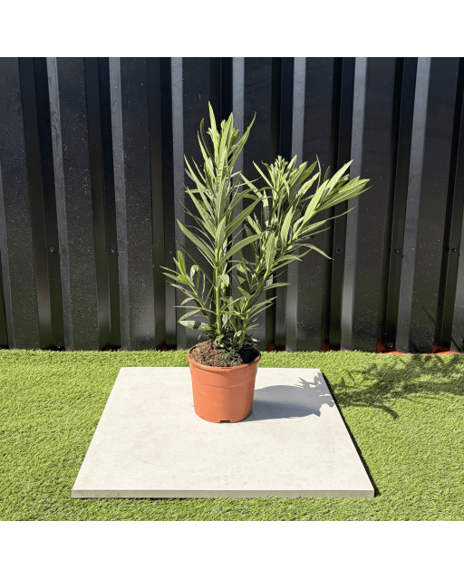 Laurier Rose Nerium Oleander Fleurs Blanches Hauteur 60 cm