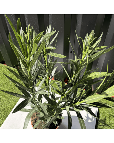 Laurier Rose Nerium Oleander Fleur Rouge Hauteur 60 cm