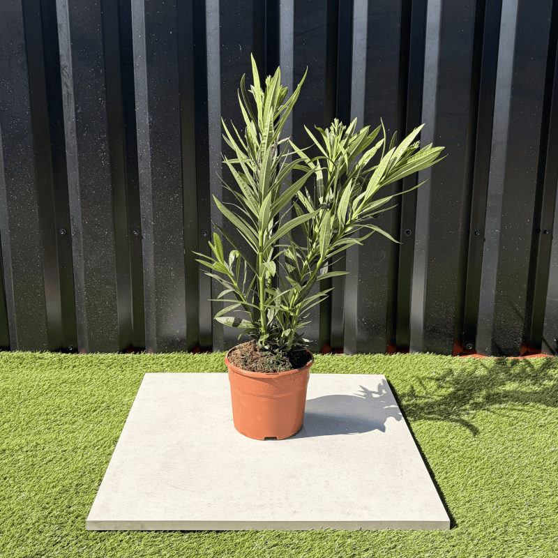 Laurier Rose Nerium Oleander Fleur Rose Hauteur 60 cm