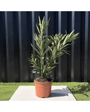Laurier Rose Nerium Oleander Fleurs Blanches Hauteur 60 cm