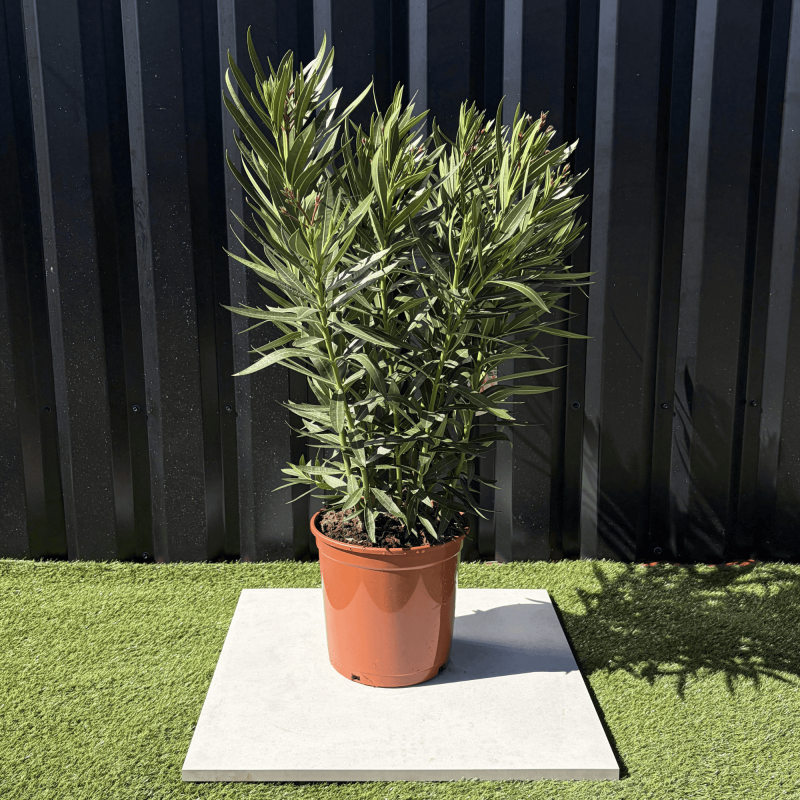 Laurier Rose Nerium Oleander Fleur Blanche Hauteur 100 cm