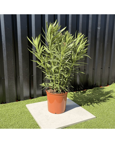 Laurier Rose Nerium Oleander Fleur Blanche Hauteur 100 cm