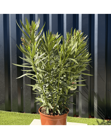 Laurier Rose Nerium Oleander Fleur Blanche Hauteur 100 cm