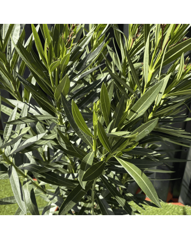 Laurier Rose Nerium Oleander Fleur Blanche Hauteur 100 cm