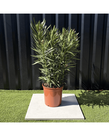 Laurier Rose Nerium Oleander Fleur Blanche Hauteur 100 cm