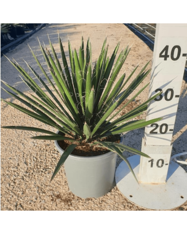 Yucca Filifera Hauteur 40 cm