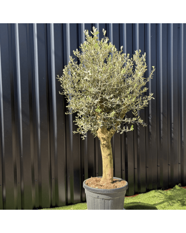 Olivier Europaea Tronc de 20/25 cm de Diamètre, H.180cm