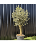 Olivier Europaea Tronc de 20/25 cm de Circonférence, H.180cm