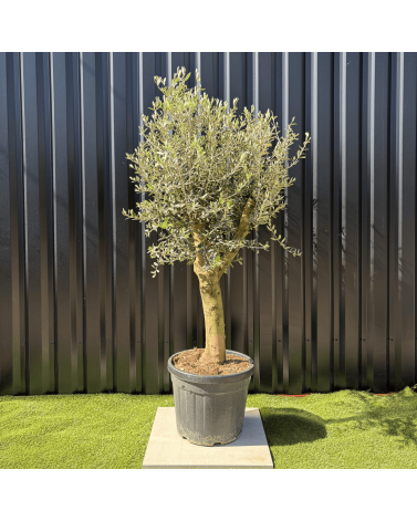 Olivier Europaea Tronc de 20/25 cm de Diamètre, H.180cm