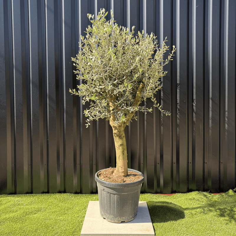 Olivier Europaea Tronc de 20/25 cm de Circonférence, H.180cm