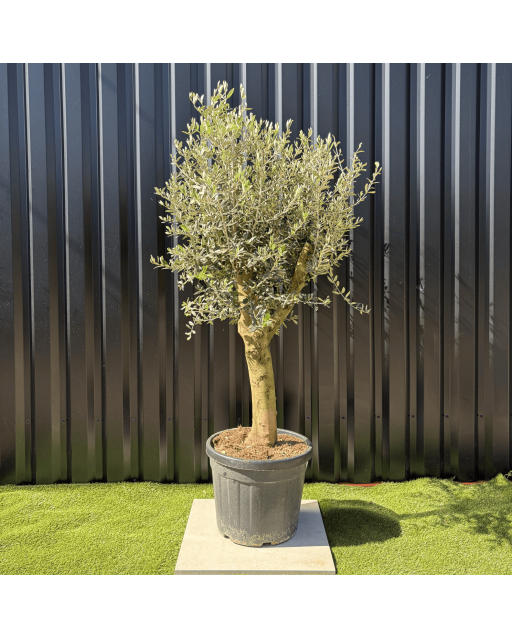 Olivier Europaea Tronc de 20/25 cm de Diamètre, H.180cm