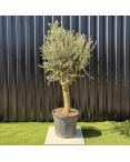 Olivier Europaea Tronc de 20/25 cm de Circonférence, H.180cm