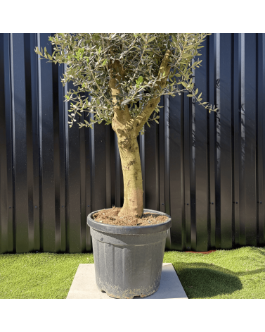 Olivier Europaea Tronc de 20/25 cm de Diamètre, H.180cm