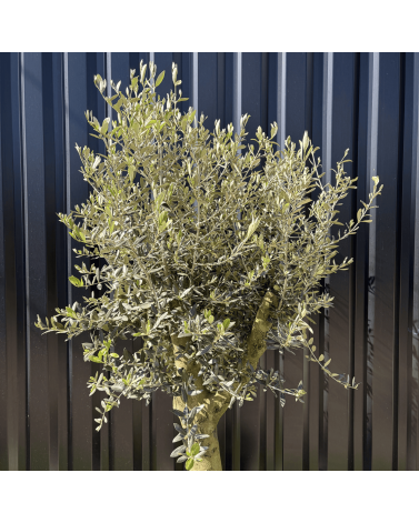 Olivier Europaea Tronc de 20/25 cm de Circonférence, H.180cm