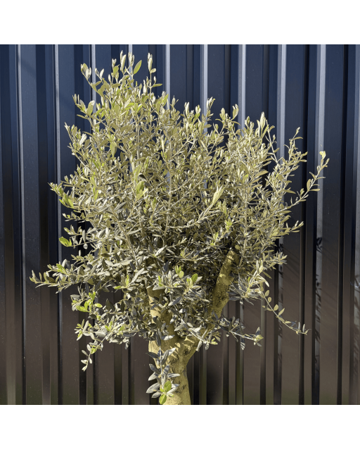 Olivier Europaea Tronc de 20/25 cm de Circonférence, H.180cm