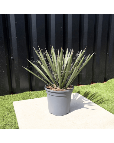 Yucca Filifera Hauteur 45 cm