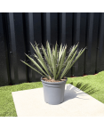 Yucca Filifera Hauteur 45 cm