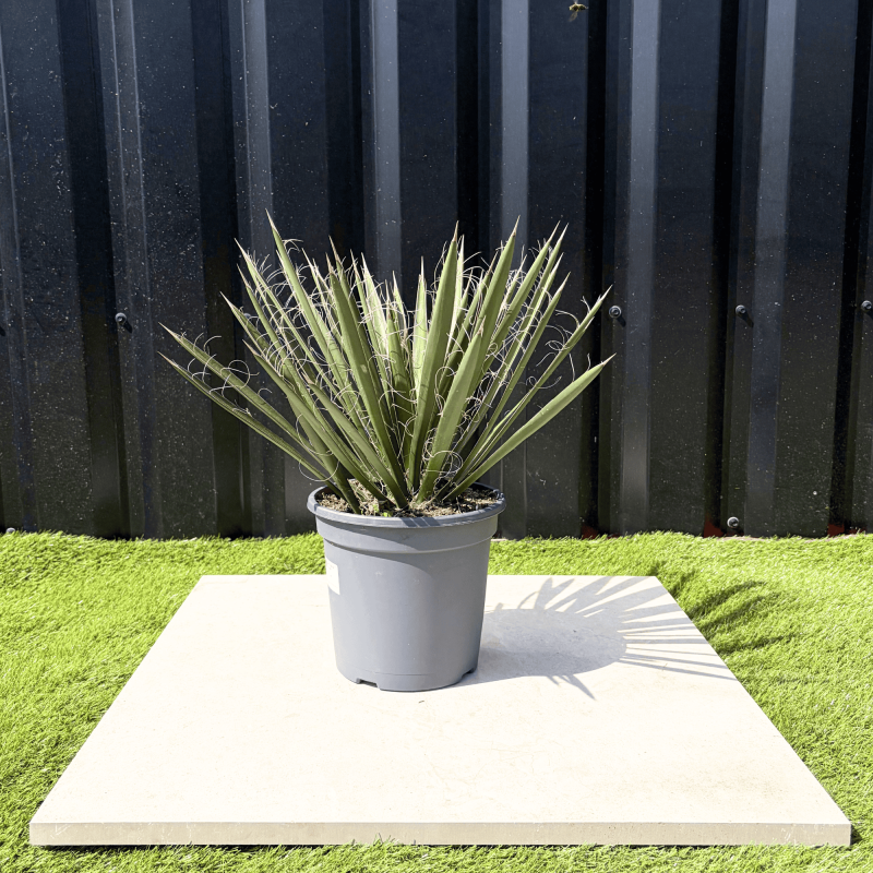 Yucca Filifera Hauteur 45 cm